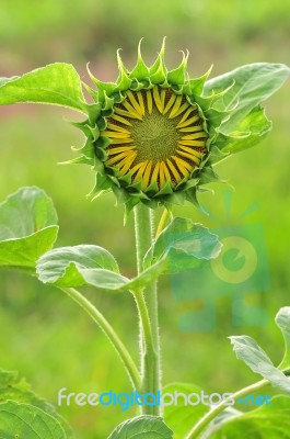 Young Sunflower Stock Photo