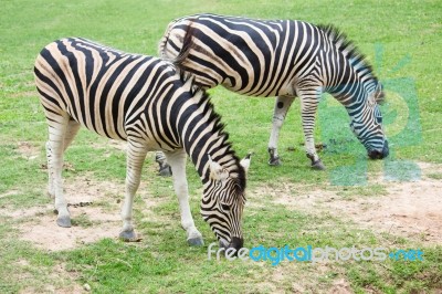 Zebra Stock Photo