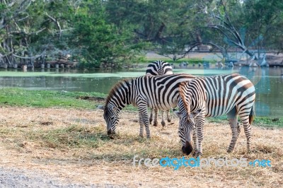 Zebra Eating Grass Beside Water Stock Photo