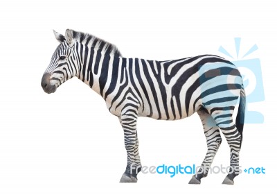 Zebra Isolated Stock Photo