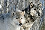 2 Gray Wolves Stock Photo