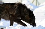 A Black Wolf In The Snow Stock Photo