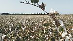 A Sea Of White Cotton Stock Photo