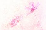 Abstract Cosmos Flower With Water Spray On Soft And Blurred Back Stock Photo