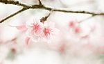 Abstract Soft And Blurred Cosmos Or Cherry Blossom On Sand Stone Stock Photo