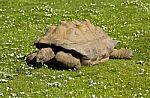 Aldabra Tortoise Stock Photo