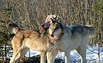 Alpha Male & Female Wolves Stock Photo
