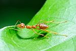 Ant At Work  Stock Photo