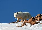Arctic Wolf Stock Photo