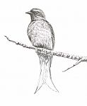 Ashy Drongo Bird Drawing Stock Photo