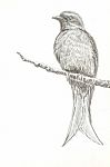 Ashy Drongo Bird Drawing Stock Photo