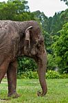Asian Elephant Stock Photo