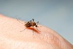 Asian Tiger Mosquito Stock Photo