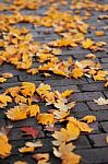 Autumn Maple Leave On Ground Stock Photo