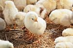 Baby Chicken In Poultry Farm Stock Photo