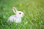 Baby White Rabbit In Grass Stock Photo