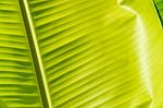 Banana Leaf Texture Stock Photo
