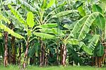 Banana Tree Stock Photo