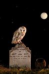 Barn Owl And Gravestone Stock Photo