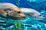 Bass Fish Stock Photo