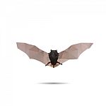 Bat Abstract Stock Photo