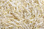 Bean Sprout Stock Photo