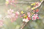 Beautiful Cherry Flowers, Chiang Mai Province, Thailand Stock Photo
