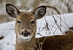 Beautiful Isolated Photo Of A Wild Deer In The Snowy Forest Stock Photo