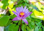 Beautiful Lotus Stock Photo