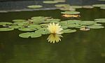 Beautiful Lotus&waterlily Flower Is The Symbol Of The Buddha, Stock Photo