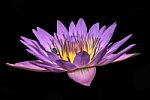 Beautiful Lotus&waterlily Flower Is The Symbol Of The Buddha, Thailand Stock Photo