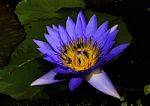 Beautiful Lotus&waterlily Flower Is The Symbol Of The Buddha, Thailand Stock Photo