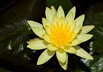 Beautiful Lotus&waterlily Flower Is The Symbol Of The Buddha, Thailand Stock Photo