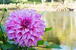 Beautiful Pink Dahlia Flower Blossom, Green Leaves And Blue Water. Fresh Floral Natural Background Stock Photo
