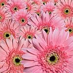 Beautiful Pink Flower Petals Stock Photo