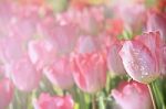 Beautiful Pink Tulip Filed Stock Photo