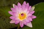 Beautiful Pink Waterlily With Background Of Green Leaf Stock Photo