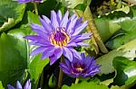 Beautiful Purple Water Lilly Or Lotus On Water Stock Photo