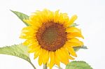 Beautiful Sunflower With Natural Background Stock Photo
