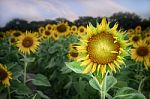Beautiful Sunflowers Bud Stand Strong On Sunflower Field Background Stock Photo