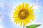 Beautiful Sunflowers Stand Strong With Bee On Bright Blue Sky Background Stock Photo