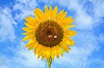 Beautiful Sunflowers  With Bright Blue Sky Stock Photo