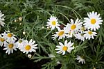 Beautiful White Daisy Flower Blooming stock photo