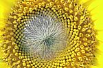 Beautiful Yellow Sunflower Petals Closeup Stock Photo