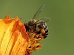 Bee On A Daisy Flower Stock Photo