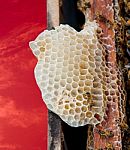 Bees Working On Honeycomb Stock Photo