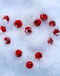 Berry Snow Heart Stock Photo