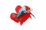 Betta Fighting Fancy Fish Mouth Focus On White Background Stock Photo