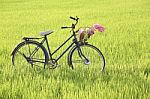 Bicycle Standing In Paddy Field