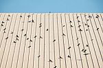 Bird On The Roof Stock Photo